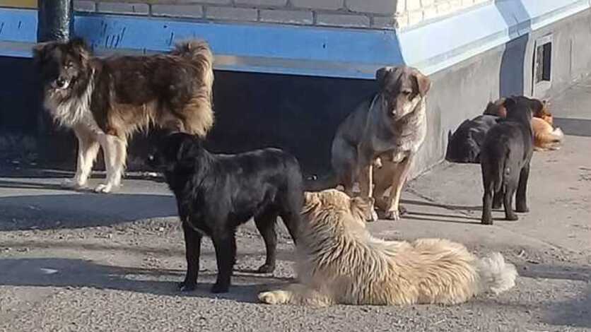 В Оренбурге заключен контракт на отлов бродячих собак